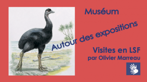 Muséum Grenoble – de avril à juin 2016 – visite LSF